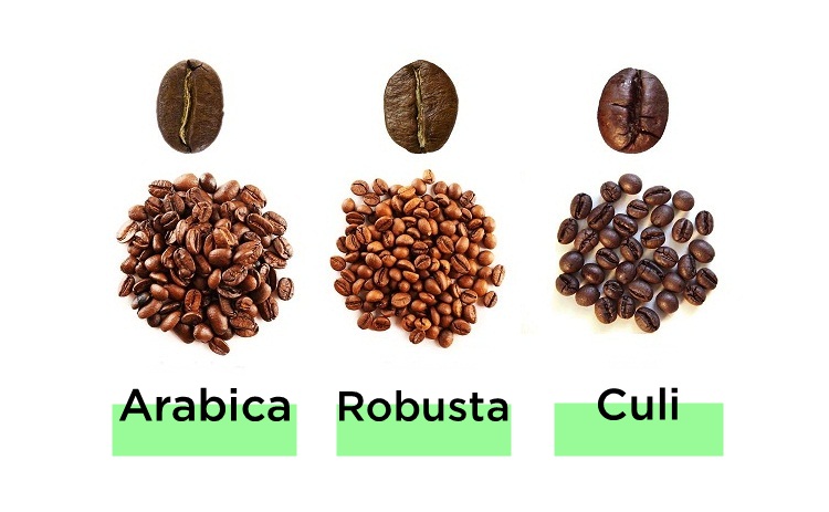 So sánh cà phê Arabica Robusta Culi